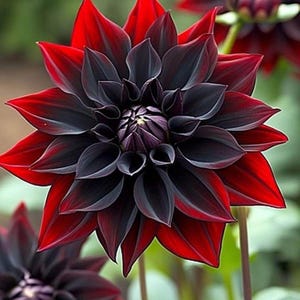 Oltre 300 semi misti di dalie, fiori da giardino a pompon colorati