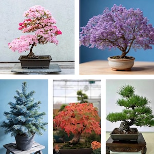 May include: A collection of five bonsai trees including a pink azalea in a rectangular pot, a purple flowering tree in a round pot, a blue spruce in a dark pot, a red maple in a shallow container, and a green pine tree in a rectangular pot.