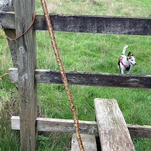 Op de afbeelding: Een lange houten wandelstok met een natuurlijke, getextureerde bastafwerking en een gladde, ronde knop als handvat aan de bovenzijde. De stok is voorzien van een donkere, cilindrische rubberen dop aan de onderkant voor een stabiele grip.