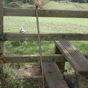 May include: A tall, slender walking stick featuring a smooth, rounded wooden knob handle at the top. The shaft is made of dark, textured wood with a natural, slightly curved shape, extending vertically from the ground to the top of a wooden fence.
