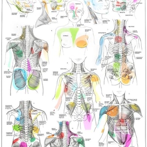 May include: Anatomy chart titled "TRIGGER POINTS I" with detailed illustrations of the human body, highlighting trigger points with colorful markings. The chart includes diagrams of the head, torso, and limbs, with text labels.