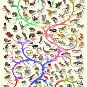 May include: A colorful educational poster illustrating the tree of life, showcasing the classification of animals, plants, and other organisms. The poster features detailed illustrations of various species, including mammals, reptiles, insects, and plants.