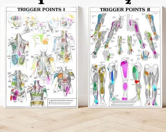Abzugspunkte 1 2 Anatomisches Diagramm Lehrtafel Anatomie 1 Print Poster
