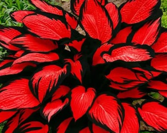 Plantas de Hosta Roja y Negra – Paquete de 4 unidades. Follaje perenne raro para jardín de sombra.