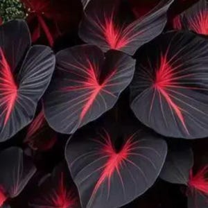 Puede incluir: Primer plano de hojas grandes en forma de corazón con un contraste llamativo de vetas de color gris oscuro y rojo vibrante. Las hojas tienen una textura aterciopelada e irradian desde un punto central, creando un efecto visual dramático. Follaje tropical exuberante.