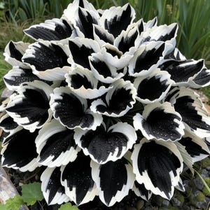 Puede incluir: Primer plano de una planta de hosta con hojas grandes y texturizadas. Las hojas son una llamativa combinación de negro y blanco, con el color oscuro dominando el centro y el blanco delineando los bordes. Se ven gotas de agua.