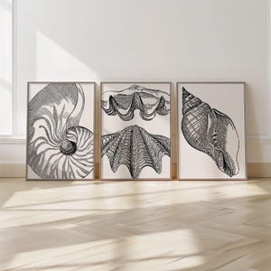 May include: Three framed black and white seashell prints. The prints feature detailed illustrations of a nautilus, a clam, and a conch shell. The artwork is displayed on a light-colored wall above a wooden floor.