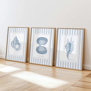 May include: Three framed wall art prints featuring blue ink illustrations of seashells on a white background with light blue vertical stripes. Each print displays a different shell: a whelk, a common cockle, and a spider conch, with text labels.