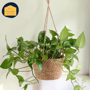 May include: A hanging basket planter with a woven, natural fiber design, filled with vibrant green leafy plants. The basket is suspended by a rope, creating a stylish and space-saving display for indoor or outdoor use. The logo "Living Spaces" is in the top left corner.