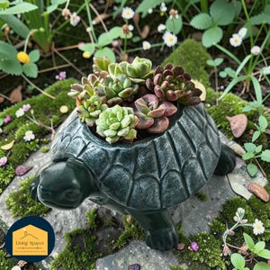 Può includere: Una fioriera a forma di tartaruga verde scuro piena di varie piante grasse. La fioriera ha un design a guscio strutturato ed è circondata da vegetazione, tra cui muschio e piccoli fiori bianchi. Le piante grasse sono un mix di verde e rosso-viola.