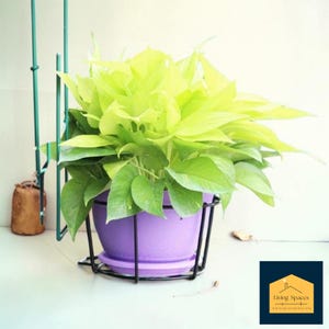 May include: A vibrant houseplant with bright green leaves in a purple pot. The pot is held by a black metal plant hanger. The plant is a lush, full arrangement, perfect for adding a touch of nature to any indoor space.