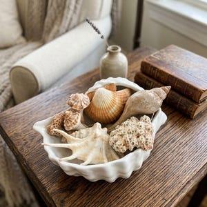 Pode incluir: Uma tigela de cerâmica branca em forma de uma grande concha, preenchida com uma coleção de conchas marinhas naturais e um pedaço de coral branco poroso. O sortimento inclui várias conchas em espiral e em leque em tons de bege e creme.