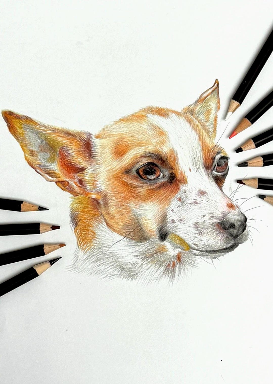 Hand Drawn Coloured Pencil Pet Portrait: Custom Dog, Cat, Horse, Pet ...
