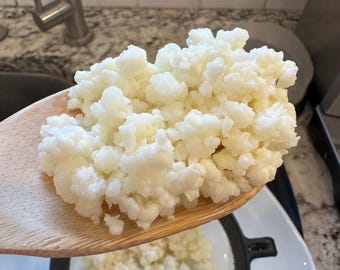 Live Organic Milk Kefir Grains ACTIVE Starter Culture - Ready to Grow
