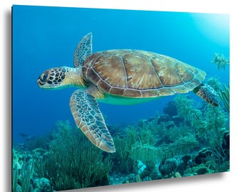 Bonaire Sea Turtle Print, Underwater Coral Reef Photography, Caribbean Ocean Wall Art