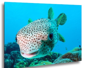 Bonaire Pufferfish Underwater Photography Print, Smiling Ocean Wildlife Decor