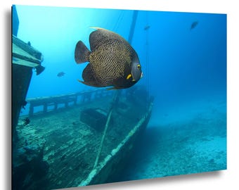 Shipwreck Wall Art, French Angelfish Underwater Photography, Scuba Diving Decor