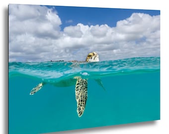 Bonaire Sea Turtle Split-Level Underwater Photography Print, Caribbean Coastal Décor