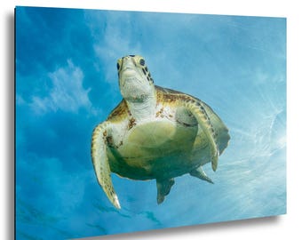 Bonaire Sea Turtle Underwater Photography Print, Caribbean Ocean Wildlife Wall Art