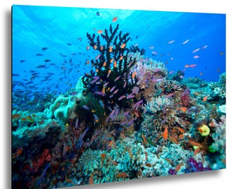 Fiji Coral Reef Photography, Tropical Fish Underwater Wall Art, Coastal Ocean Decor
