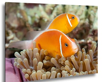 Clownfish Underwater Photography Print, Fiji Reef Tropical Ocean Decor