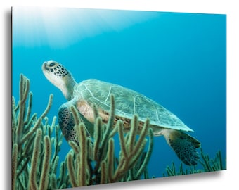 Bonaire Sea Turtle Print, Underwater Coral Reef Photography, Caribbean Ocean Wall Art