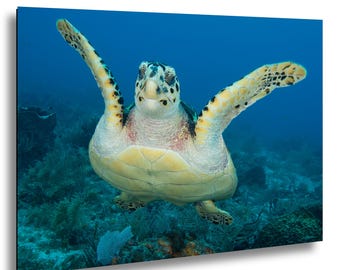 Florida Keys Sea Turtle Underwater Photography, Key Largo Ocean Print, Coastal Décor