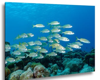 School of Fish Wall Art, Underwater Photography, Tropical Reef Fish Print, Scuba Diving Decor