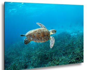 Bonaire Sea Turtle Print, Underwater Coral Reef Photography, Caribbean Ocean Wall Art