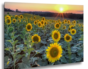 Sunflower Field Sunset Photography, Rustic Farmhouse Landscape Artwork