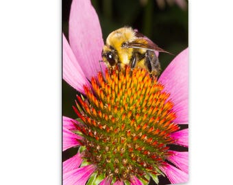 Bee on Coneflower Photography Print, Nature Wall Art, Botanical Decor