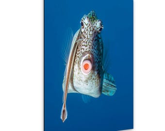 Bonaire Underwater Fish Photography, Kissing Goby Reef Print, Tropical Ocean Decor