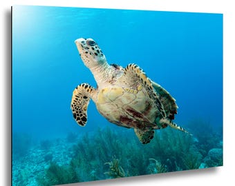 Sea Turtle Underwater Photography Print, Coastal Wall Art, Caribbean Coral Reef Decor