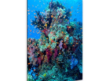 Fiji Coral Reef Photography, Tropical Fish Underwater Wall Art, Coastal Ocean Decor