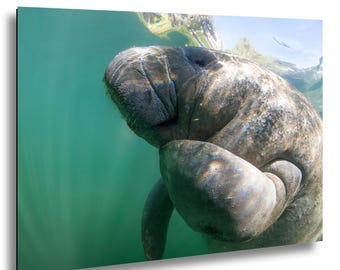 Crystal River Manatee Photography Print, Florida Wildlife Art, Underwater Animal Portrait