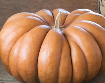Fairytale Pumpkin Heirloom French Cooking Pumpkin Non-GMO Garden Vegetable 15 Seeds