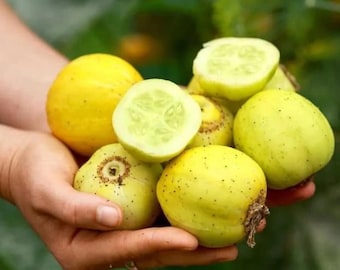 Lemon Cucumber Seeds Heirloom Non-GMO Fresh Garden Vegetable 200+ Seeds