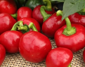 Large Red Cherry Hot Pepper Seeds | Sweet & Mild Ornamental Chili Garden 100+ Seeds