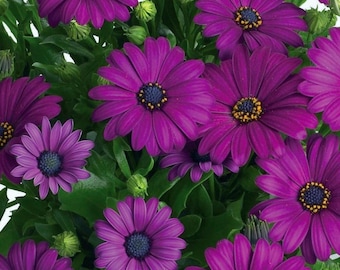 Dark Purple Cape Daisy – Vibrant Osteospermum Flower Seeds for Garden Planting 200+ Seeds