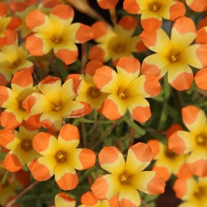 Oxalis Tricolor | Lila Shamrockblommande växt | Lättskött inomhus- och vinterblommande krukväxt (2 lökar)