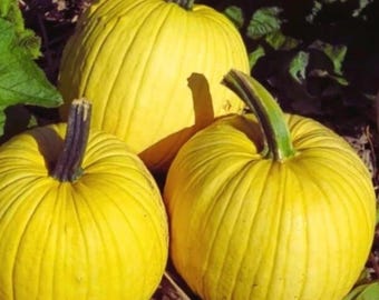 Mellow Yellow Pumpkin Seeds, Bright Garden Variety (20 Seeds)