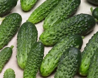 Parisian Gherkin Cucumber | Heirloom Pickling Cucumber for Home Garden 30+ Seeds