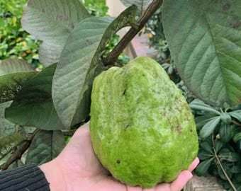 Giant Vietnamese Bangkok Guava - for Planting Tropical Fruit Tree 50+  Seeds