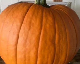 Sugar Pie Pumpkin Heirloom Non-GMO Small Baking Pumpkin Vegetable Garden 20+ Seeds