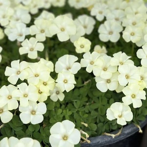 Oxalis perdicaria 'Cream Butterfly' | Elegant vinterblommande krämfärgad växt för krukor och trädgård (6 lökar)