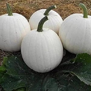 May include: Four round white pumpkins with smooth, ribbed surfaces and short, sturdy green stems. The pumpkins are arranged in a cluster, resting on a dark green leaf, with a textured, light brown straw-like surface visible in the background.