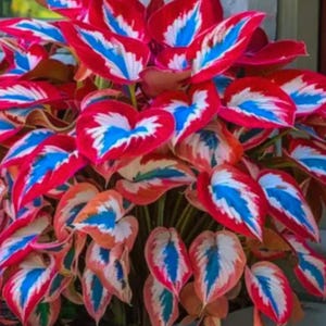 May include: A vibrant plant with heart-shaped leaves. The leaves display a striking pattern of red, white, and blue, creating a bold visual contrast. The plant's foliage is dense, showcasing the unique color variations.