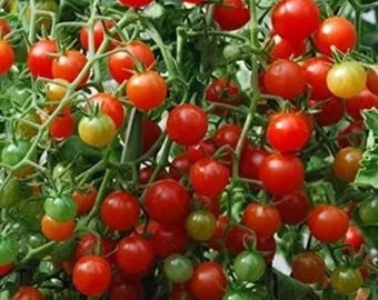 Sweet Pea Currant Tomato Tiny Rare Cherry Tomato Heirloom Garden 120+ Seeds