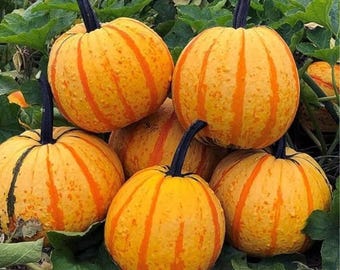 Candy Corn Pumpkin Bright Color Ornamental Pumpkin Halloween & Fall Garden Decor 12+ Seeds
