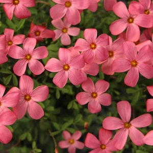 Puede incluir: Un grupo de flores de oxalis de color rosa vibrante, cada una con cinco pétalos delicados y redondeados y un pequeño centro amarillo brillante. Las flores están dispuestas densamente, intercaladas con follaje verde suave que sirve de fondo natural.